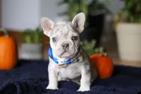 Cypress, a male French Bulldog for sale in Sugarcreek, OH – Photo 4 of 8