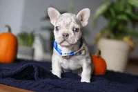 Cypress, a male French Bulldog for sale in Sugarcreek, OH – Photo 6 of 8