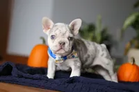 Cypress, a male French Bulldog for sale in Sugarcreek, OH – Photo 8 of 8