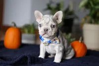 Cypress, a male French Bulldog for sale in Sugarcreek, OH – Photo 3 of 8