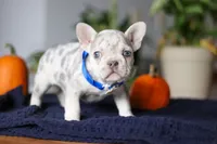 Cypress, a male French Bulldog for sale in Sugarcreek, OH – Photo 5 of 8