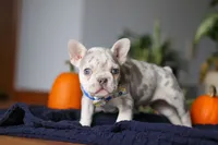 Cypress, a male French Bulldog for sale in Sugarcreek, OH – Photo 7 of 8