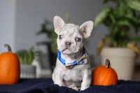 Cypress, a male French Bulldog for sale in Sugarcreek, OH – Photo 1 of 8