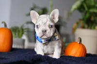 Cypress, a male French Bulldog for sale in Sugarcreek, OH – Photo 2 of 8