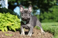 Marco, a male French Bulldog for sale in Sugarcreek, OH – 10 of 10