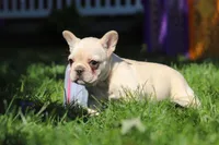 Charlotte , a female French Bulldog for sale in Sugarcreek, OH – 5 of 7