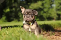 Mason, a male French Bulldog for sale in Sugarcreek, OH – 6 of 10