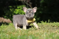 Pete, a male French Bulldog for sale in Sugarcreek, OH – 4 of 10