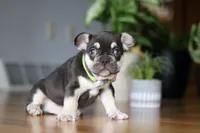 Cupid, a male French Bulldog for sale in Sugarcreek, OH – Photo 3 of 6