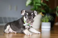 Cupid, a male French Bulldog for sale in Sugarcreek, OH – Photo 2 of 6