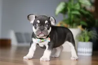 Cupid, a male French Bulldog for sale in Sugarcreek, OH – Photo 6 of 6