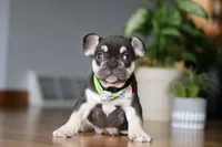 Cupid, a male French Bulldog for sale in Sugarcreek, OH – Photo 5 of 6