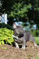 Marco, a male French Bulldog for sale in Sugarcreek, OH – 4 of 10