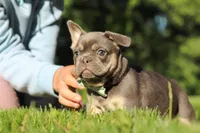 Mason, a male French Bulldog for sale in Sugarcreek, OH – 5 of 10