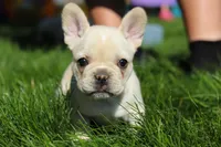 Courtney, a female French Bulldog for sale in Sugarcreek, OH – 2 of 7