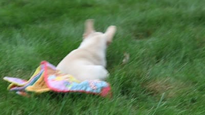 Birch, a female French Bulldog for sale in Sugarcreek, OH – 4 of 4