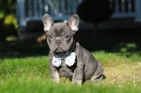 Marshall, a male French Bulldog for sale in Sugarcreek, OH – 9 of 10
