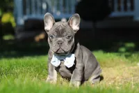 Marshall, a male French Bulldog for sale in Sugarcreek, OH – 5 of 10