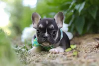 Percy, a male French Bulldog for sale in Sugarcreek, OH – 6 of 7