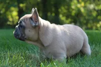 Butterscotch, a female French Bulldog for sale in Sugarcreek, OH – 3 of 3