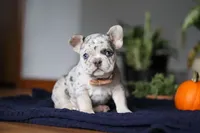 Cinnamon, a female French Bulldog for sale in Sugarcreek, OH – Photo 1 of 7