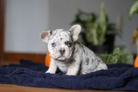 Cinnamon, a female French Bulldog for sale in Sugarcreek, OH – Photo 2 of 7