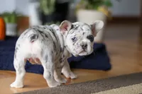 Cinnamon, a female French Bulldog for sale in Sugarcreek, OH – Photo 6 of 7