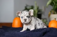 Cinnamon, a female French Bulldog for sale in Sugarcreek, OH – Photo 5 of 7