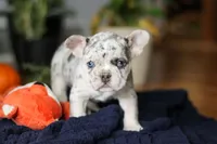 Cinnamon, a female French Bulldog for sale in Sugarcreek, OH – Photo 4 of 7