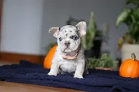 Cinnamon, a female French Bulldog for sale in Sugarcreek, OH – Photo 3 of 7