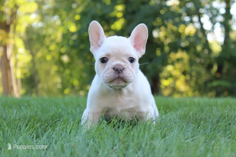Buffy – French Bulldog puppy for sale in Sugarcreek, OH