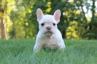 Buffy, a female French Bulldog for sale in Sugarcreek, OH – 1 of 3