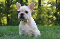 Birch, a female French Bulldog for sale in Sugarcreek, OH – 3 of 4