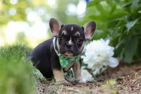 Percy, a male French Bulldog for sale in Sugarcreek, OH – 5 of 7