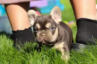 Chase , a male French Bulldog for sale in Sugarcreek, OH – 3 of 9