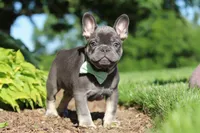 Marco, a male French Bulldog for sale in Sugarcreek, OH – 6 of 10