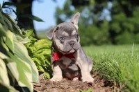 Parker, a male French Bulldog for sale in Sugarcreek, OH – 2 of 10