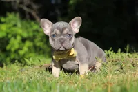 Pete, a male French Bulldog for sale in Sugarcreek, OH – 6 of 10