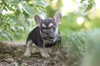 Page, a male French Bulldog for sale in Sugarcreek, OH – 3 of 10