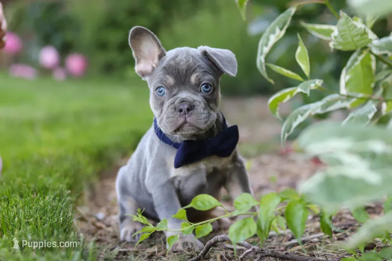 Moore – French Bulldog puppy for sale in Sugarcreek, OH