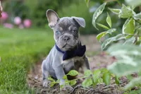 Moore, a male French Bulldog for sale in Sugarcreek, OH – 1 of 9
