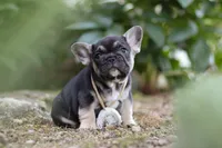 Peirre, a male French Bulldog for sale in Sugarcreek, OH – 5 of 8