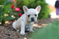 Courtney, a female French Bulldog for sale in Sugarcreek, OH – 4 of 7