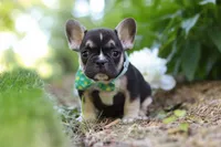 Percy, a male French Bulldog for sale in Sugarcreek, OH – 2 of 7