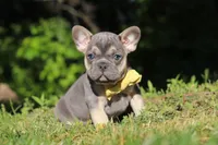 Pete, a male French Bulldog for sale in Sugarcreek, OH – 2 of 10