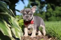 Parker, a male French Bulldog for sale in Sugarcreek, OH – 4 of 10