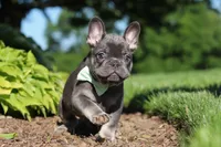 Marco, a male French Bulldog for sale in Sugarcreek, OH – 2 of 10