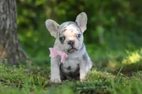 Petunia, a female French Bulldog for sale in Sugarcreek, OH – 5 of 9