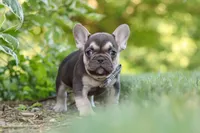 Page, a male French Bulldog for sale in Sugarcreek, OH – 2 of 10