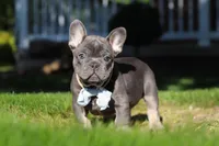 Marshall, a male French Bulldog for sale in Sugarcreek, OH – 4 of 10